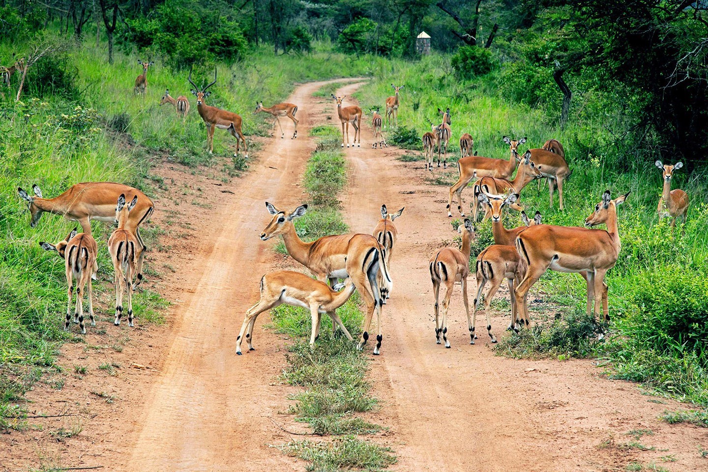 3-Days-Akagera-National-Park-Wildlife-Safari