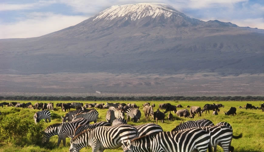 Amboseli-Zebras