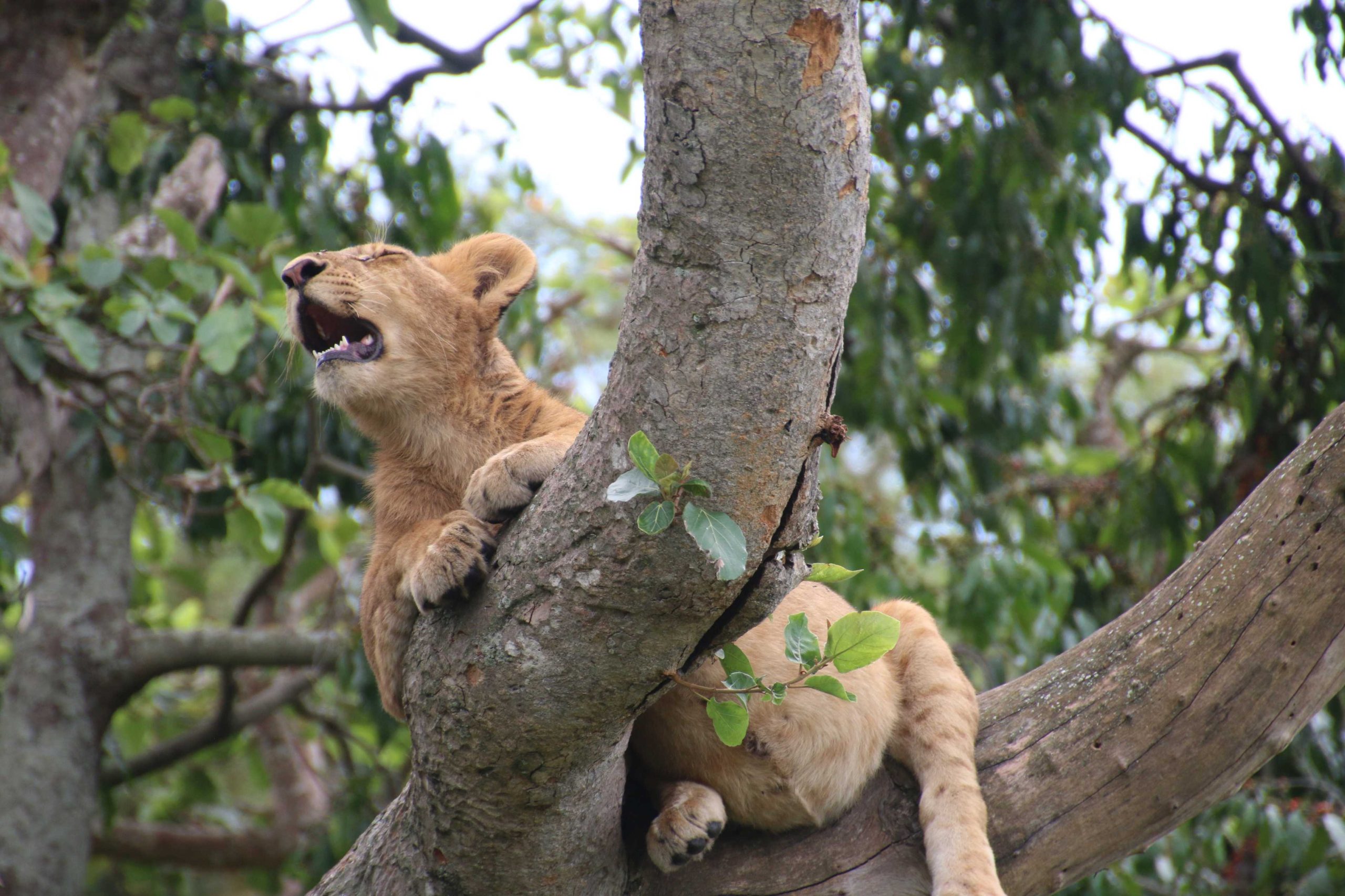 10 Days Best of Uganda Primate and wildlife safari