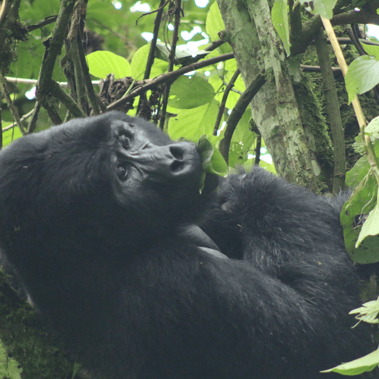Uganda gorilla trekking travel tour
