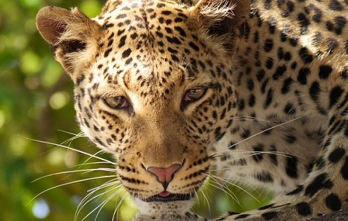 leopard-226136_640